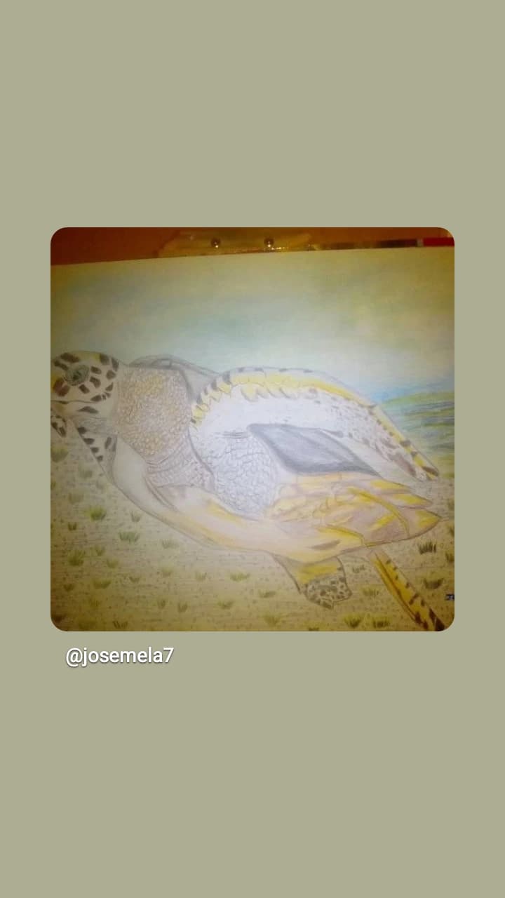 Tortuga Caréy