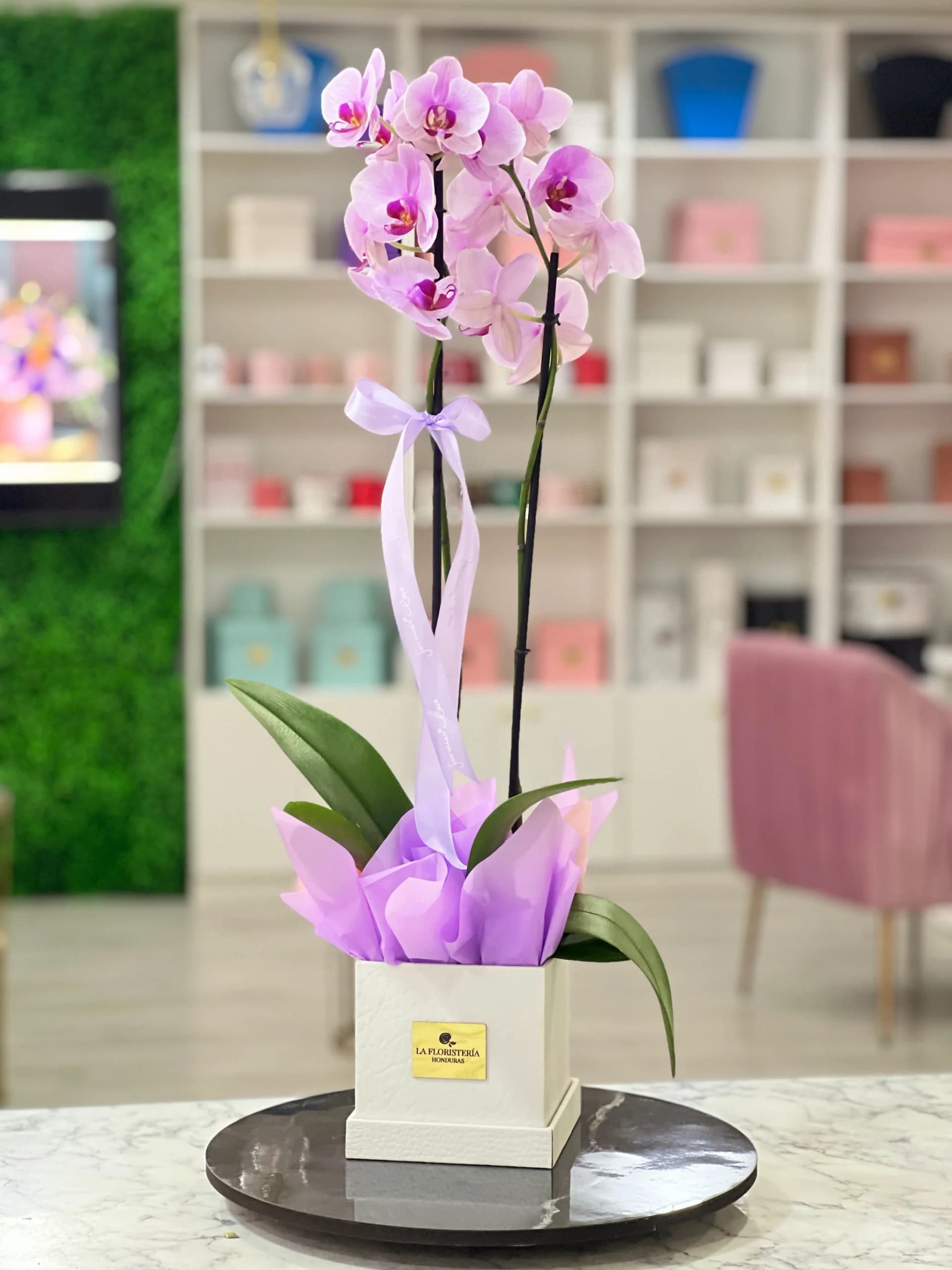 Planta de Orquidea